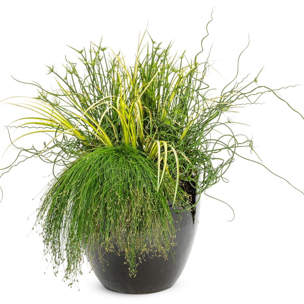 curly wurly plant indoor Proven Winners 5 inch Graceful Grasses Curly Wurly Corkscrew Rush Live Plant in 4.5 inch Pot, Size: 1.00 qt