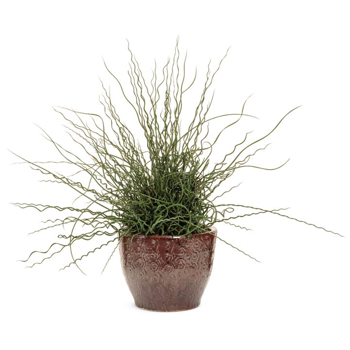 Corkscrew Rush | Graceful Grasses® Curly Wurly