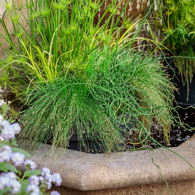 Graceful Grasses Curly Wurly Corkscrew Rush in use.