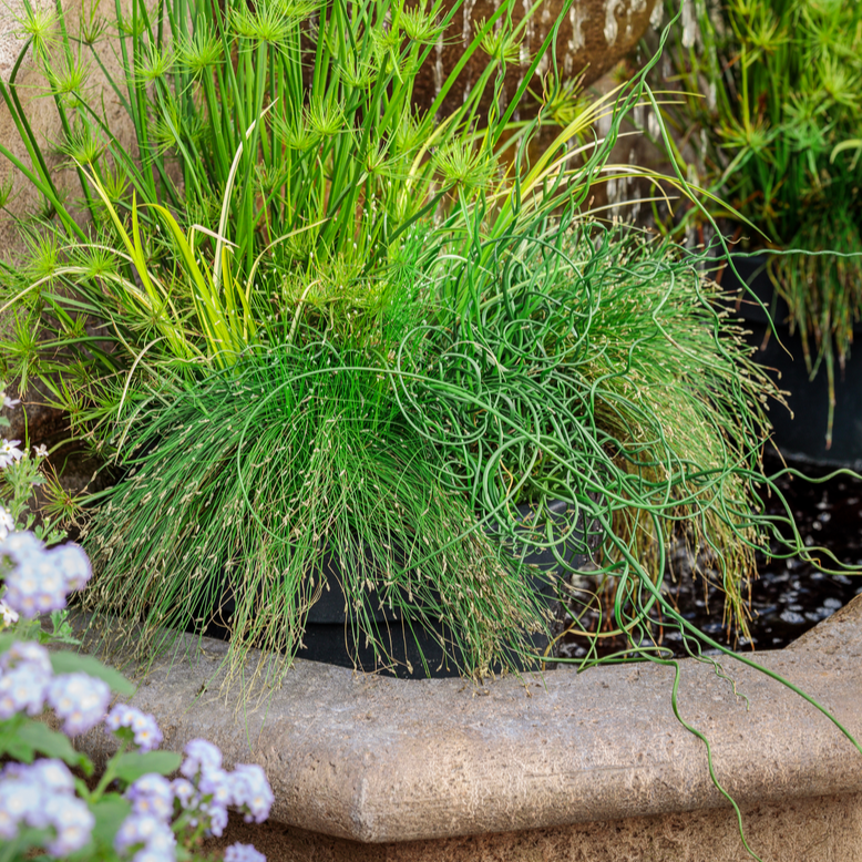 corkscrew grass succulent Proven Winners 5 inch Graceful Grasses Curly Wurly Corkscrew Rush Live Plant in 4.5 inch Pot, Size: 1.00 qt