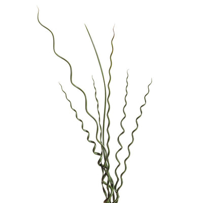 Graceful Grasses® Curly Wurly Corkscrew Rush (Juncus effusus)