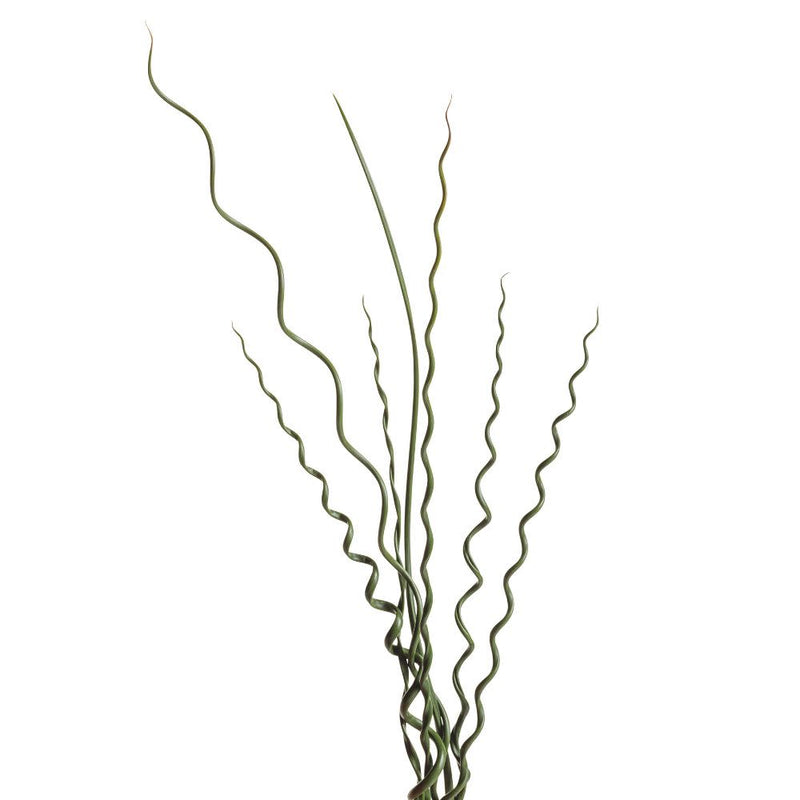 Graceful Grasses® Curly Wurly Corkscrew Rush (Juncus effusus)