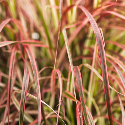 Graceful Grasses Fireworks Purple Fountain Grass up close.