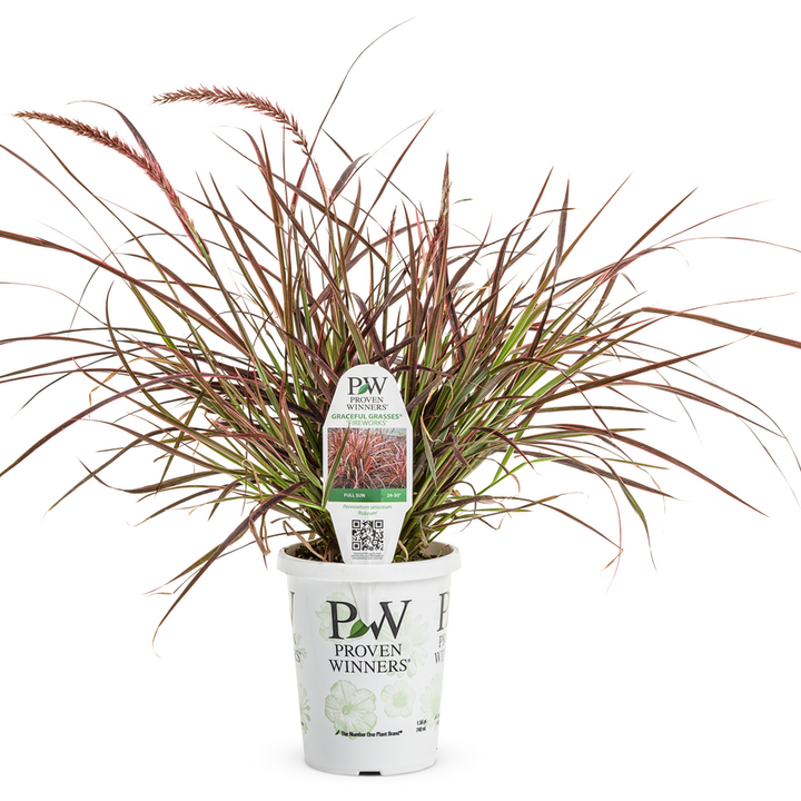 Ryhs Provan Proven Winners® Graceful Grasses® – Proven Winners Direct™