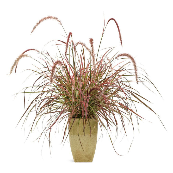 Graceful Grasses® &