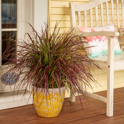 Graceful Grasses Fireworks Purple Fountain Grass in use.