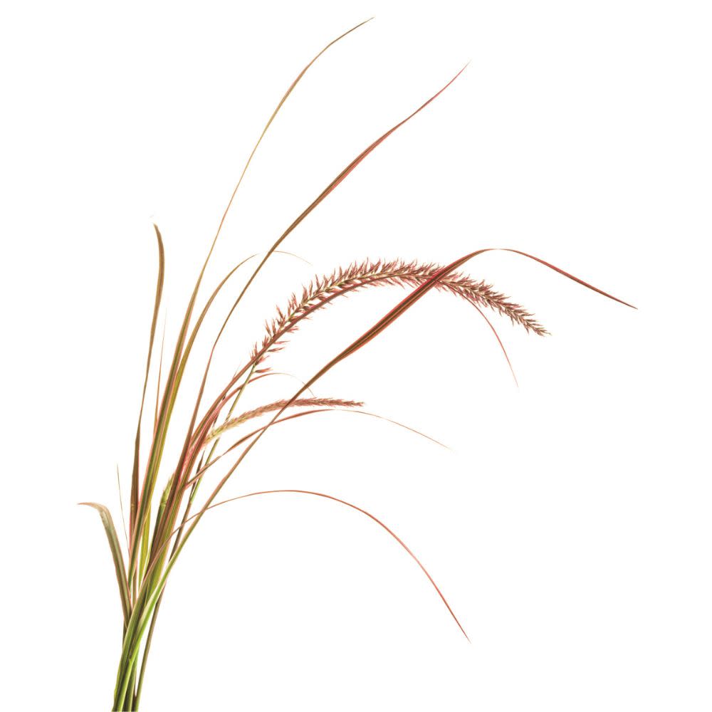Graceful Grasses® &