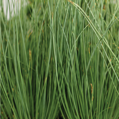 Graceful Grasses Blue Mohawk Soft Rush up close.