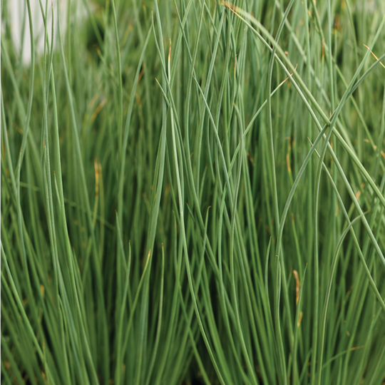 Graceful Grasses® Blue Mohawk® Soft Rush (Juncus inflexus)