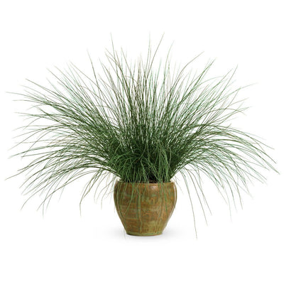 Graceful Grasses® Blue Mohawk® Soft Rush (Juncus inflexus)