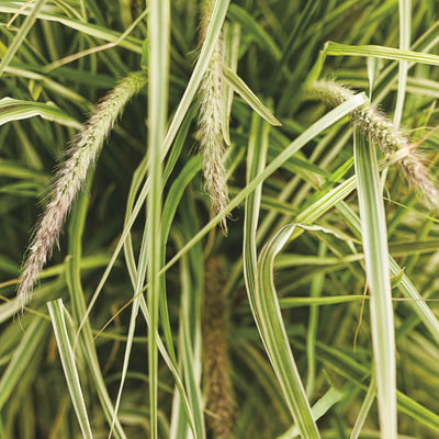 Limited Edition Royale | Graceful Grasses® 'Sky Rocket' Fountain Grass (Pennisetum setaceum 'Rubrum')