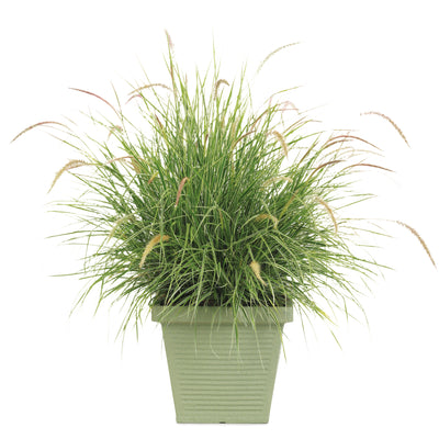 Limited Edition Royale | Graceful Grasses® 'Sky Rocket' Fountain Grass (Pennisetum setaceum 'Rubrum')