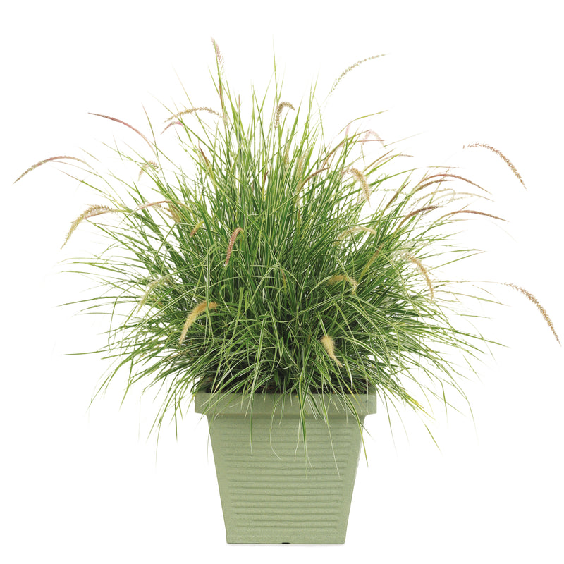 Graceful Grasses® &