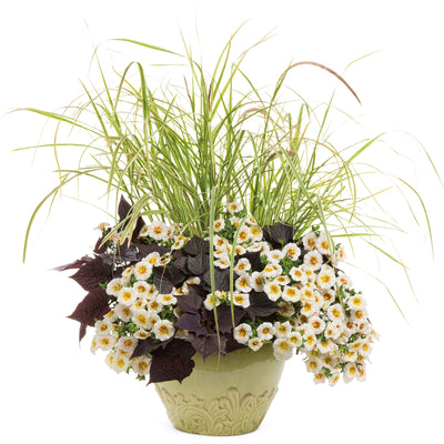 Limited Edition Royale | Graceful Grasses® 'Sky Rocket' Fountain Grass (Pennisetum setaceum 'Rubrum')