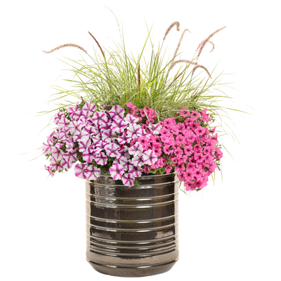 Limited Edition Royale | Graceful Grasses® 'Sky Rocket' Fountain Grass (Pennisetum setaceum 'Rubrum')