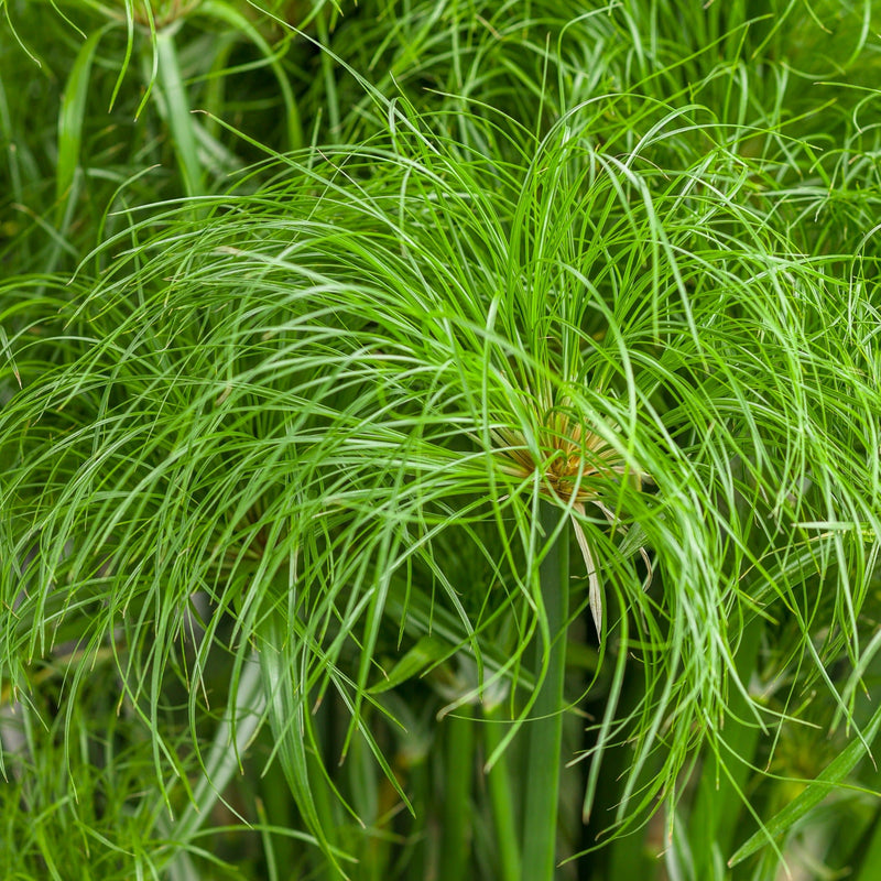 Graceful Grasses Prince Tut Dwarf Egyptian Papyrus up close.