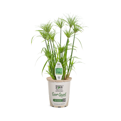 Graceful Grasses Prince Tut Graceful Grasses Prince Tut Dwarf Egyptian Papyrus in container.