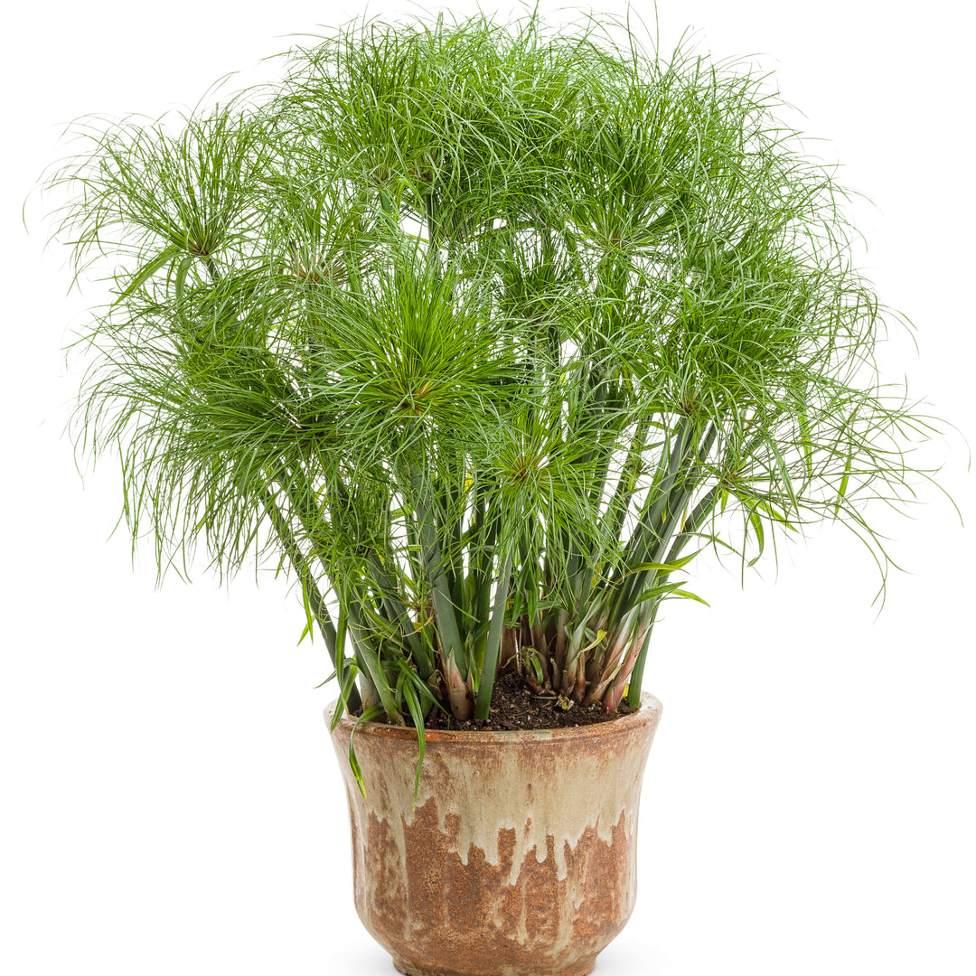 Graceful Grasses® Prince Tut™ Dwarf Egyptian Papyrus (Cyperus papyrus)