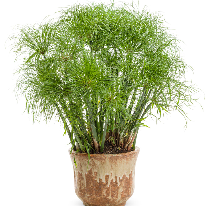 Graceful Grasses® Prince Tut™ Dwarf Egyptian Papyrus (Cyperus papyrus)