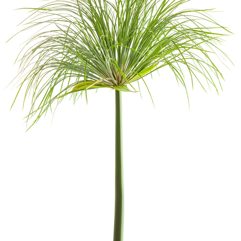 Dwarf Egyptian Papyrus | Graceful Grasses® Prince Tut™ | Proven Winners ...