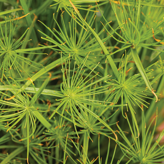 Graceful Grasses® Queen Tut™ Dwarf Papyrus (Cyperus prolifer)