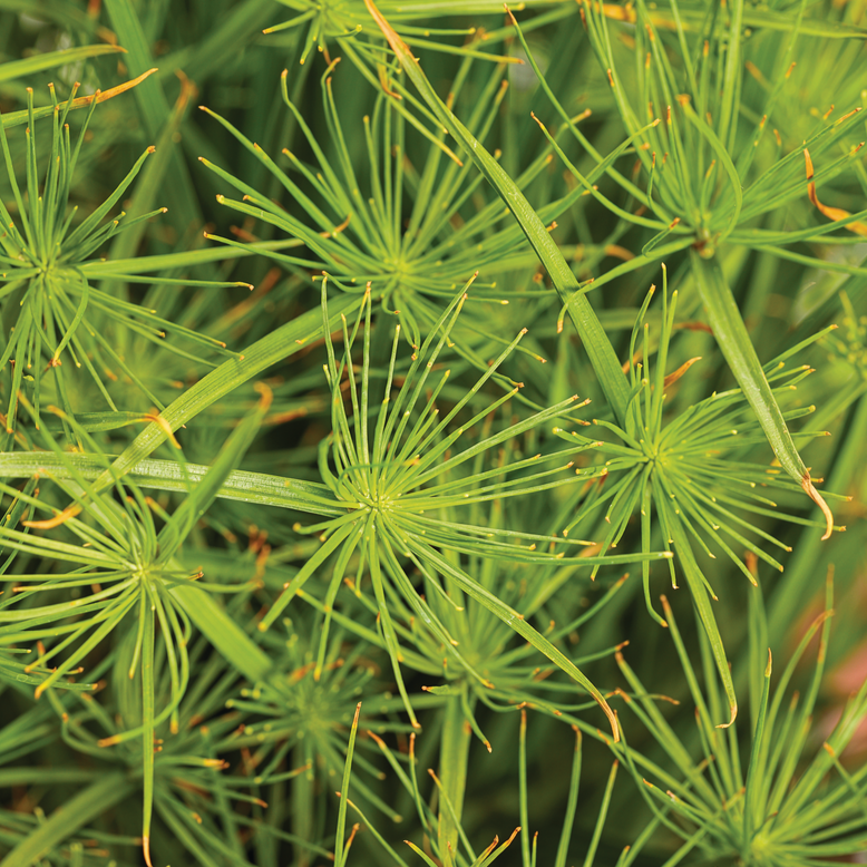 Graceful Grasses Queen Tut Dwarf Papyrus up close.