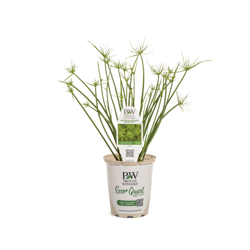 Graceful Grasses Queen Tut Graceful Grasses Queen Tut Dwarf Papyrus in container.