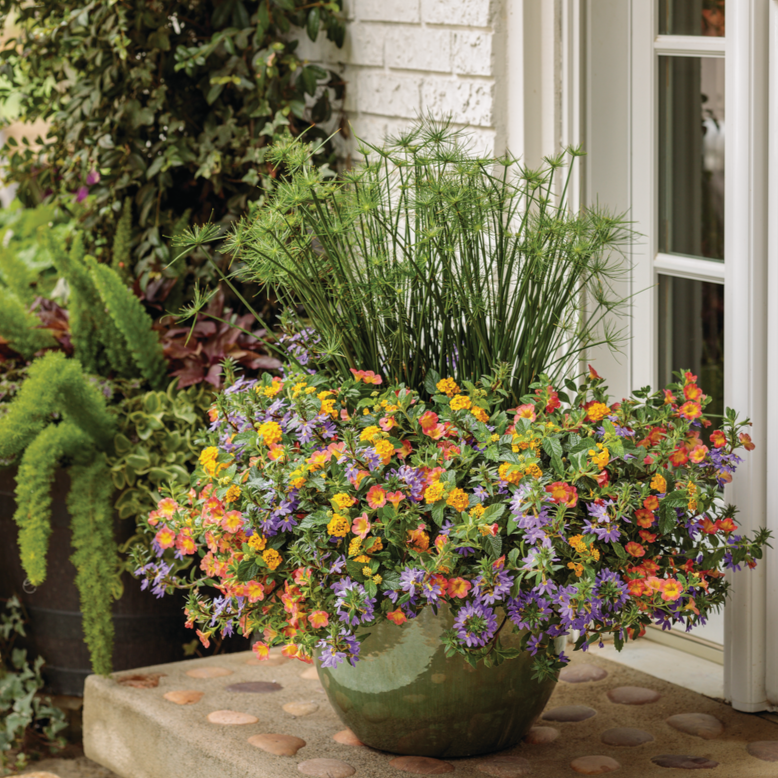 king tut plant indoors Dwarf Papyrus | Graceful Grasses® Queen Tut™
