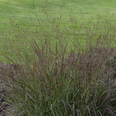 Prairie Winds® 'Cheyenne Sky' Red Switch Grass (Panicum virgatum)