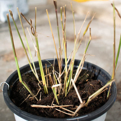 Prairie Winds 'Cheyenne Sky' Prairie Winds 'Cheyenne Sky' Red Switch Grass in dormancy.