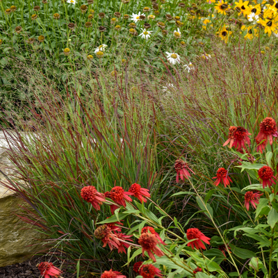 Prairie Winds 'Cheyenne Sky' Red Switch Grass in use.