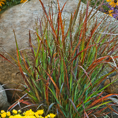 Prairie Winds® 'Cheyenne Sky' Red Switch Grass (Panicum virgatum)