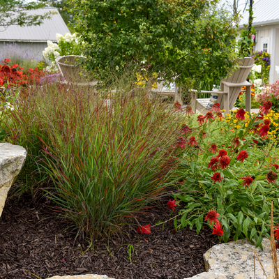 Prairie Winds 'Cheyenne Sky' Red Switch Grass in use.