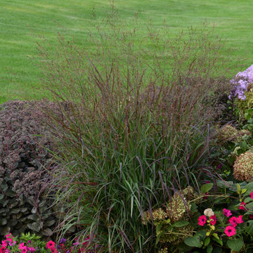 Red Ribbons Switchgrass Red Switch Grass | Prairie Winds® 'Cheyenne Sky' | Proven Winners ...