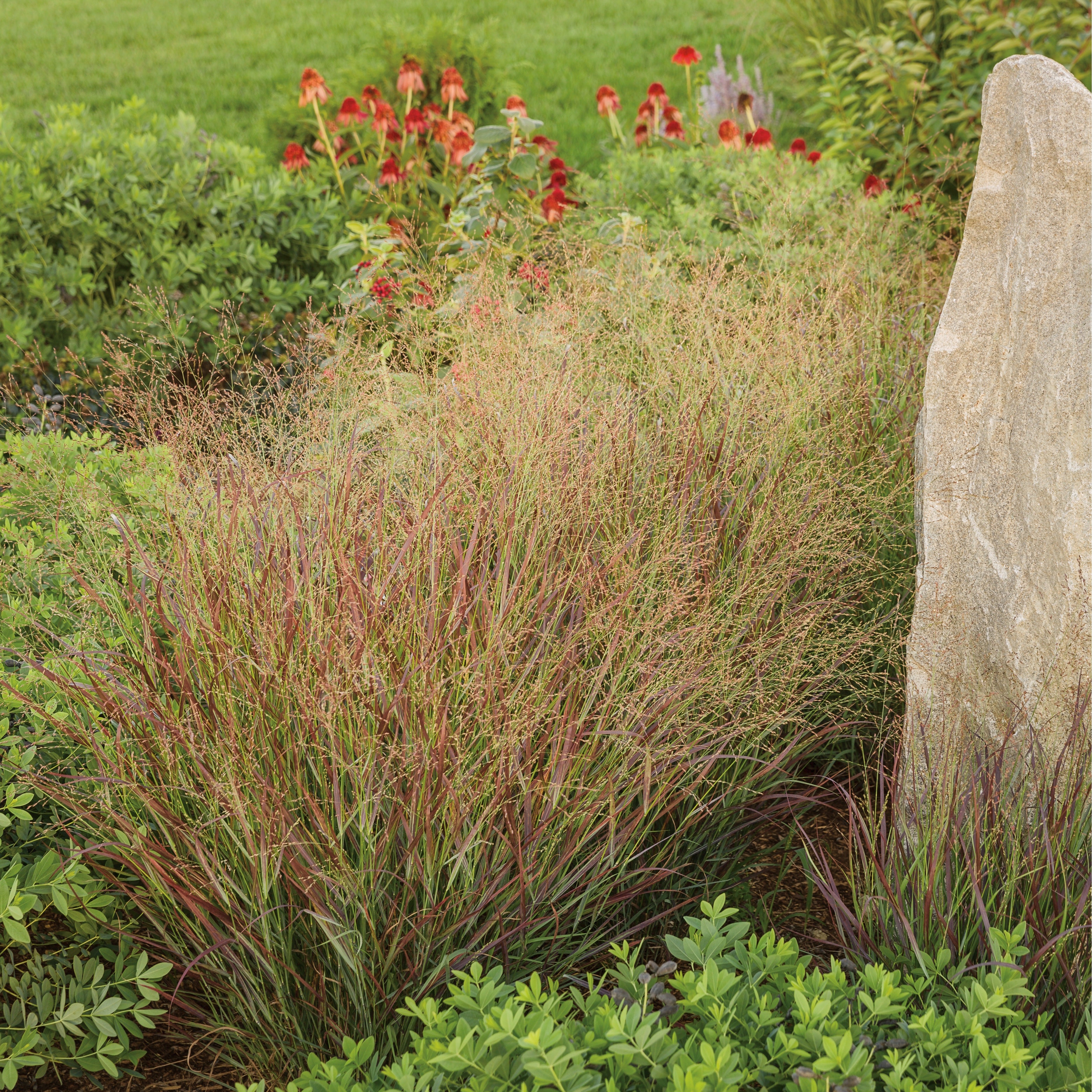 Red Switch Grass | Prairie Winds® 'Cheyenne Sky' | Proven Winners