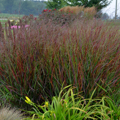 Prairie Winds 'Cheyenne Sky' Red Switch Grass in use.