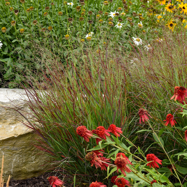Prairie Winds® &