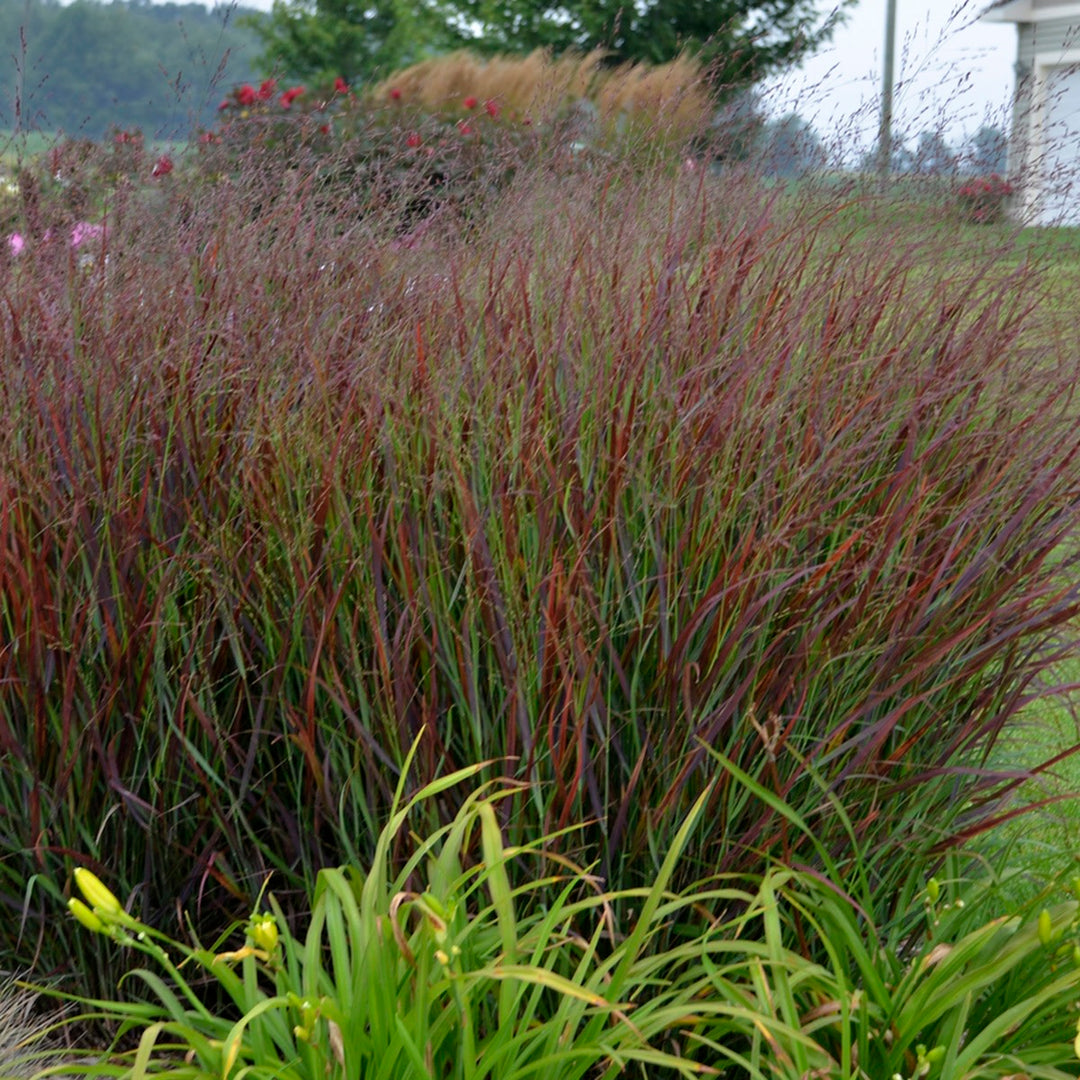 Prairie Winds® &