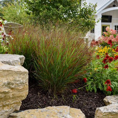 Prairie Winds 'Cheyenne Sky' Red Switch Grass in use.