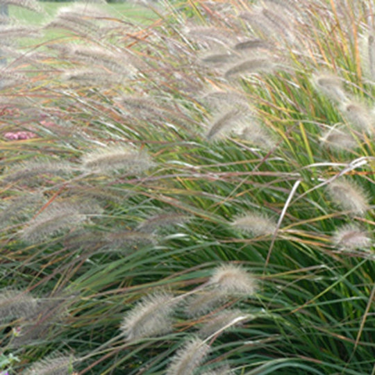Prairie Winds® 'Desert Plains' Fountain Grass (Pennisetum alopecuroides)