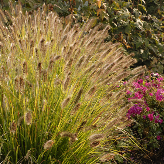 Prairie Winds® 'Desert Plains' Fountain Grass (Pennisetum alopecuroides)