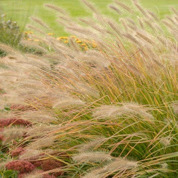 Prairie Winds 'Desert Plains' Fountain Grass up close.