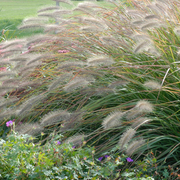 Prairie Winds® 'Desert Plains' Fountain Grass (Pennisetum alopecuroides)