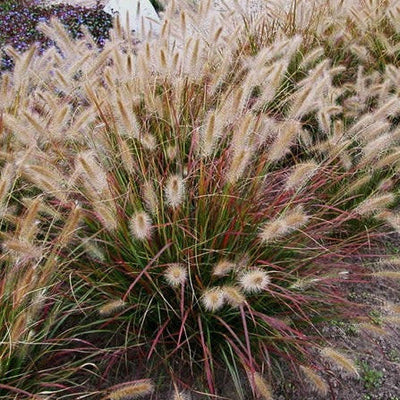 Prairie Winds 'Desert Plains' Fountain Grass in focus.