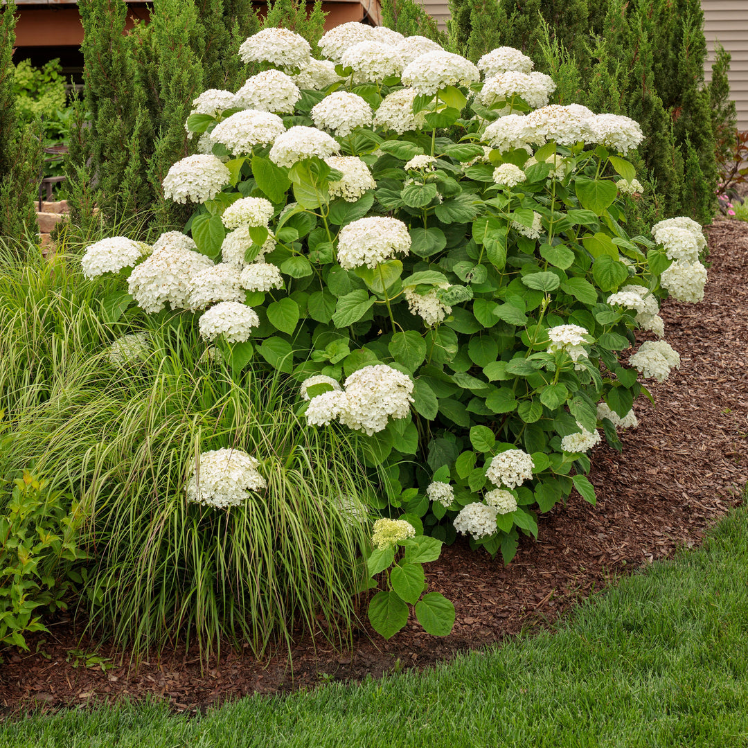 Prairie Winds &