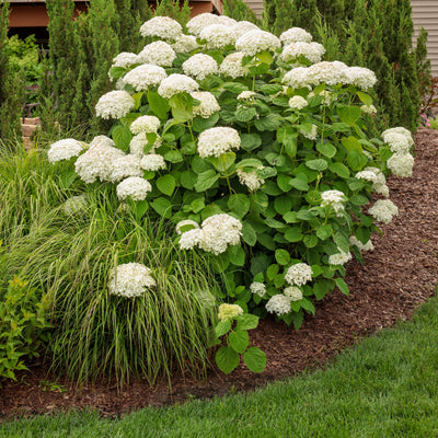 Prairie Winds 'Desert Plains' Fountain Grass in use.