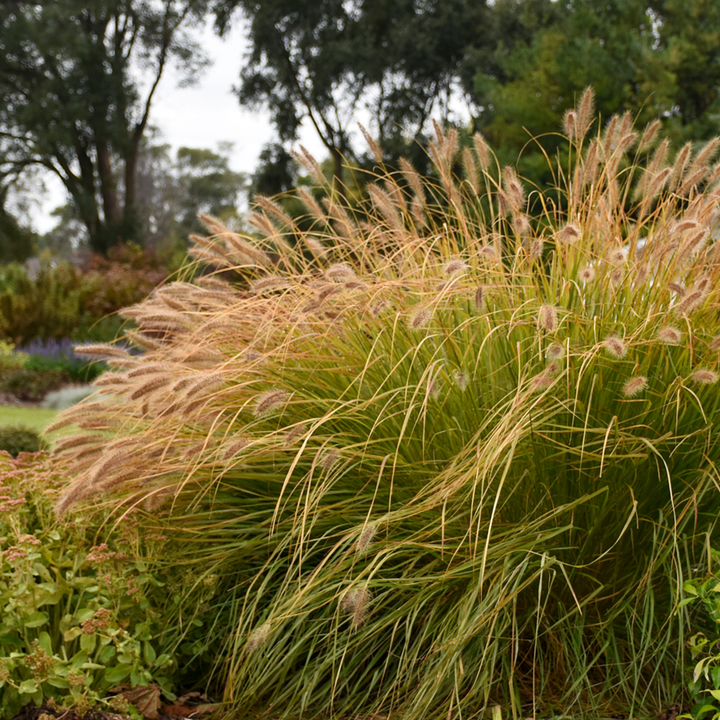 Prairie Winds® &