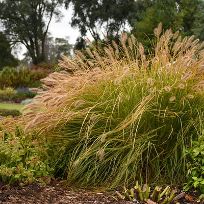 Prairie Winds 'Desert Plains' Fountain Grass in use.