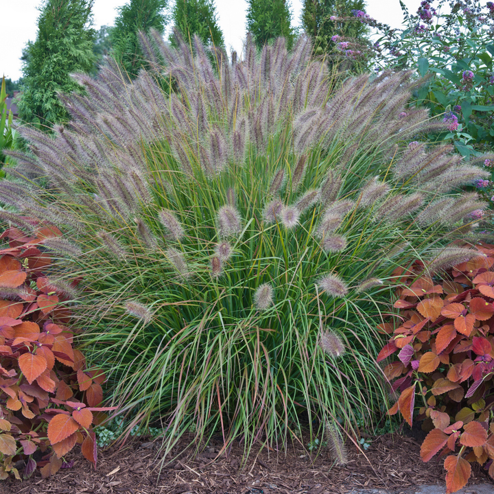 Prairie Winds® &