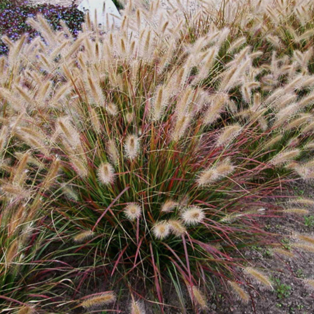 Prairie Winds® &